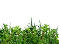 Green bushes and grass Royalty Free Stock Photo
