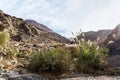 Green bushes grow in the gorge Wadi Al Ghuwayr or An Nakhil and the wadi Al Dathneh near Amman in Jordan