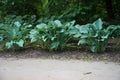 Green bushes of hosts grow in a flower bed. Landscaping of the site. Unpretentious plant Royalty Free Stock Photo