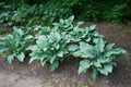 Green bushes of hosts grow in a flower bed. Landscaping of the site. Unpretentious plant Royalty Free Stock Photo