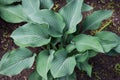 Green bushes of hosts grow in a flower bed. Landscaping of the site. Unpretentious plant Royalty Free Stock Photo