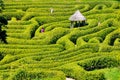 Green bushes labyrinth, hedge maze, Falmouth Royalty Free Stock Photo