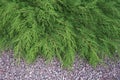 Green bushes of microbiota decussata on the background of colored granite