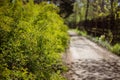 Green bushes in the park along the road. With artistic blur.