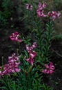 Green bushes of pink flowers Lilium Martagon with curly swirling petals, red large pistils grows on thin stems with leaves