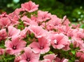 Green bushes plant flowers lavatera