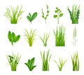 Green bushes. Realistic grass illustrations garden botanical decoration decent vector bushes collection