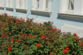 Green bushes with red roses along a blue wall with white windows Royalty Free Stock Photo