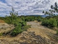 Green bushes on the stony road to the beach of the island of Rab Royalty Free Stock Photo