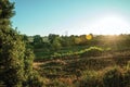 Green bushes and trees at sunset in a farm