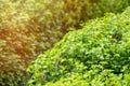 Green bushes with trimmed branches and young leaves