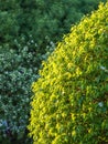 Green bushes with trimmed branches and young leaves