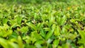 Green bushes with trimmed branches and young leaves