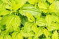 Green bushes young drug nettle close up