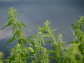 Green bushes of young nettles, close-up. Folk medicine, medicinal useful herbs