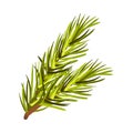 Green Bushy Spruce Twig Vector Illustration Isolated On White Background