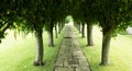 A green bushy tree tunnel in summer with paving slabs