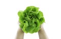 Green butter head lettuce vegetable for salad on hand Royalty Free Stock Photo