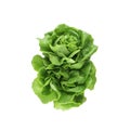 Green butter head lettuce vegetable Royalty Free Stock Photo
