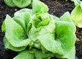 Green Butter head Lettuces ,Salad Vegetable freshness Planted on the soil growing in greenhouse (close up soft focus