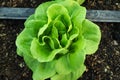 Green Butter head Lettuces ,Salad Vegetable freshness Planted on the soil growing in greenhouse (close up soft focus
