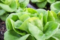 Green Butter head Lettuces ,Salad Vegetable freshness Planted on the soil growing in greenhouse (close up soft focus