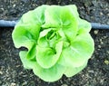 Green Butter head Lettuces ,Salad Vegetable freshness Planted on the soil growing in greenhouse (close up soft focus