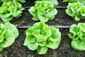 Green Butter head Lettuces ,Salad Vegetable freshness Planted on the soil growing in greenhouse (close up soft focus