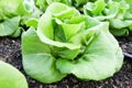 Green Butter head Lettuces ,Salad Vegetable freshness Planted on the soil growing in greenhouse (close up soft focus
