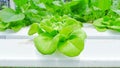 Green butter head salad in organic farm Royalty Free Stock Photo