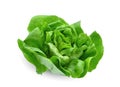 Green butter lettuce vegetable or salad isolated on white Royalty Free Stock Photo