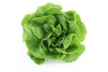 Green butter lettuce Royalty Free Stock Photo