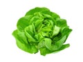 Green Butter Lettuce Vegetable Or Salad Isolated On White