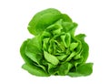 Green butter lettuce vegetable or salad isolated on white