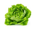 green butter lettuce Royalty Free Stock Photo