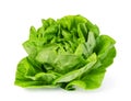 green butter lettuce Royalty Free Stock Photo