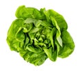 green butter lettuce Royalty Free Stock Photo