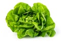 green butter lettuce Royalty Free Stock Photo