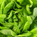 green butter lettuce Royalty Free Stock Photo