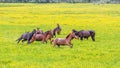 Green buttercup flower pastures of horse farms. Rainy day. Country spring (summer) landscape Royalty Free Stock Photo