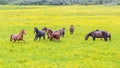 Green buttercup flower pastures of horse farms. Rainy day. Country spring (summer) landscape Royalty Free Stock Photo