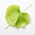Green Buttercup Leaf On White Background - Japonisme Inspired