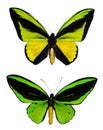 Green butterflies