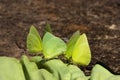 Green Butterflies