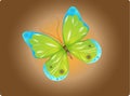 Green Butterfly