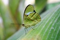 The green butterfly