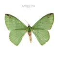 Green butterfly Royalty Free Stock Photo