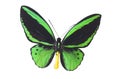 The Green Butterfly 6