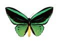 Green Butterfly