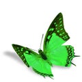 Green Butterfly